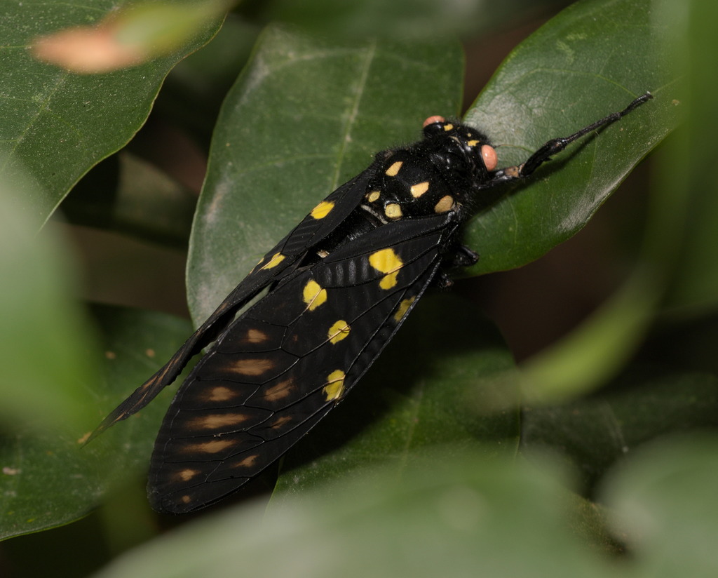Speckled Black Cicada