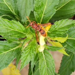 Antodynerus limbatus