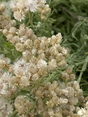 Pseudognaphalium macounii