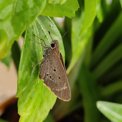 Suastus gremius
