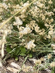 Pseudognaphalium macounii