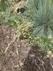 Pseudognaphalium macounii