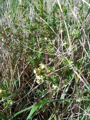 Pimelea spinescens spinescens
