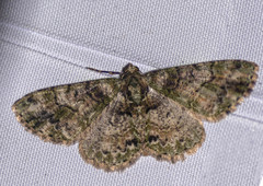 Myrioblephara harutai