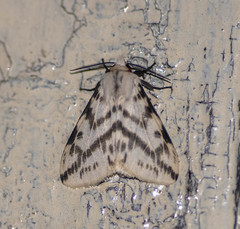 Lemyra multivittata