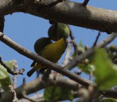 Zosterops anderssoni