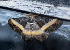 Harutalcis vialis