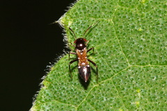 Pilophorus formosanus