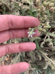 Horkelia clevelandii