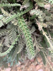 Horkelia clevelandii