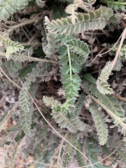 Horkelia clevelandii