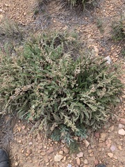 Horkelia clevelandii
