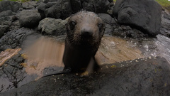 Arctocephalus forsteri