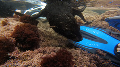 Arctocephalus forsteri