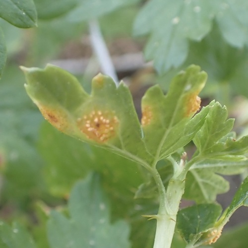 iNaturalist observation photo of Orange-Yellow Rusts