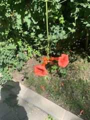 Campsis grandiflora