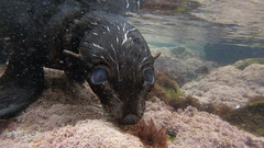 Arctocephalus forsteri