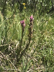Castilleja lemmonii