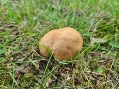 Butyriboletus taughannockensis