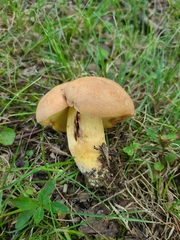 Butyriboletus taughannockensis