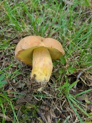Butyriboletus taughannockensis