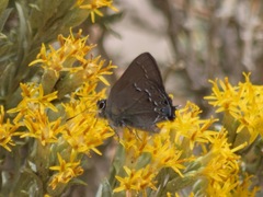 Satyrium saepium latalinea