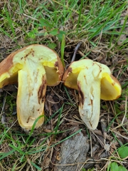 Butyriboletus taughannockensis