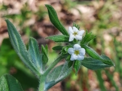 Lithospermum berlandieri