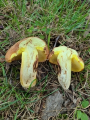 Butyriboletus taughannockensis
