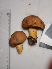 Butyriboletus taughannockensis