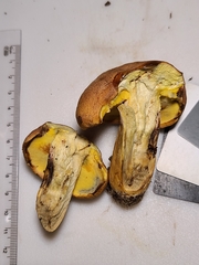 Butyriboletus taughannockensis