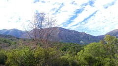 Nothofagus macrocarpa