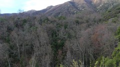 Nothofagus macrocarpa