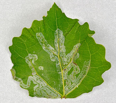 Phyllocnistis labyrinthella