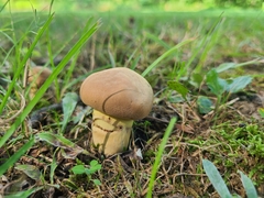 Butyriboletus taughannockensis