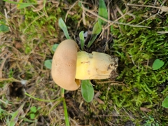 Butyriboletus taughannockensis