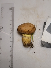 Butyriboletus taughannockensis