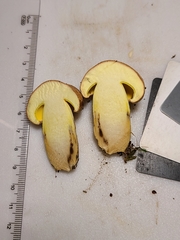 Butyriboletus taughannockensis