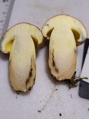 Butyriboletus taughannockensis