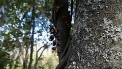 Lardizabala biternata