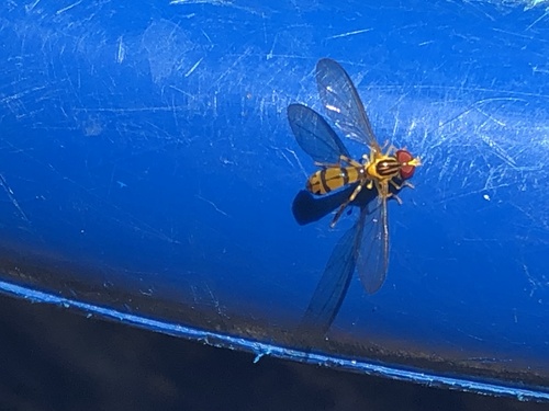 Nuntianus croceus
