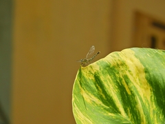 Diplacodes trivialis