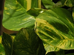 Diplacodes trivialis