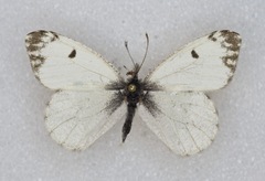 Anthocharis lanceolata