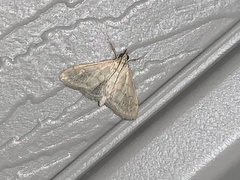 Paracorsia repandalis