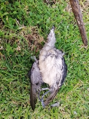 Pelecanoides urinatrix