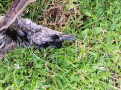 Pelecanoides urinatrix