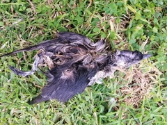 Pelecanoides urinatrix