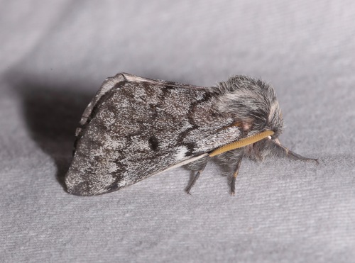 Doris' Pinemoth photo 4