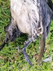 Pelecanoides urinatrix